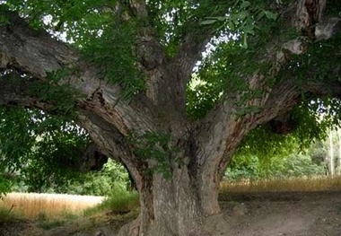 ثبت درخت گردوی کهنسال روستای زناسوج در فهرست آثار ملی