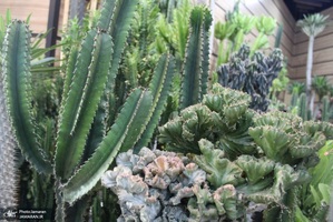 نمایشگاه گل و گیاه (4)