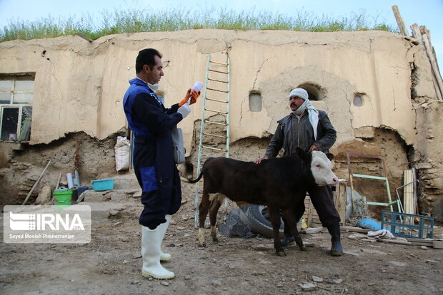 بیش از ۶ میلیون راس دام در استان مرکزی واکسینه شد