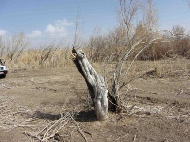 عرصه منابع طبیعی سبزوار با سه جنگلبان حراست می شود