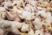 1600 کیلوگرم آلایش مرغ غیر بهداشتی در اراک کشف شد