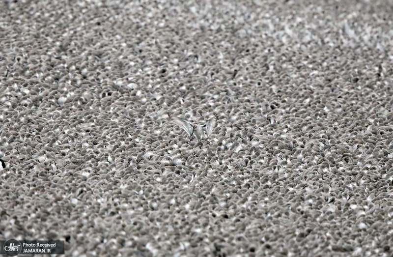 منتخب تصاویر امروز جهان- 2 آبان