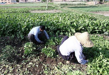 23 سبزی کار متخلف کردستانی به دستگاه قضایی معرفی شدند