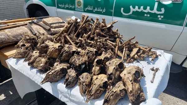جزییات پرونده کشف جمجمه ۴۱ آهو در چاهی در شاهین‌شهر + عکس