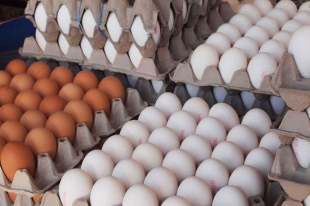 7400 تن تخم مرغ در قزوین تولید شد