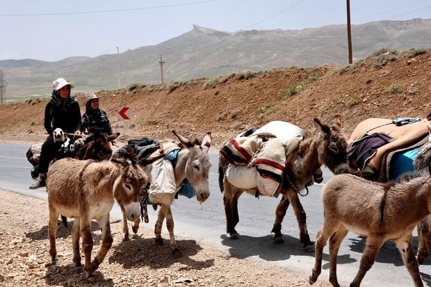 مراتع میان‌بند استان‌های همجوار سمیرم میزبان عشایر شدند