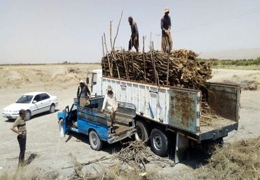 ۱۰ تن چوب جنگلی قاچاق در شهرستان بن کشف شد