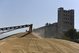 مرکز سیلوی خرید گندم کشور در استان البرز قرار دارد  برکت برداشت گندم در البرز هر سال بیشتر می شود