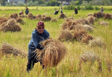 برداشت برنج در سطح 120 هکتار از شالیزارهای آبدانان آغاز شد