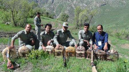 دستگیری هفت شکارچی متخلف کبک  رها سازی 9 کبک در دامان طبیعت