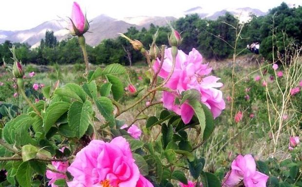 برداشت گل محمدی در اشکذر آغاز شد