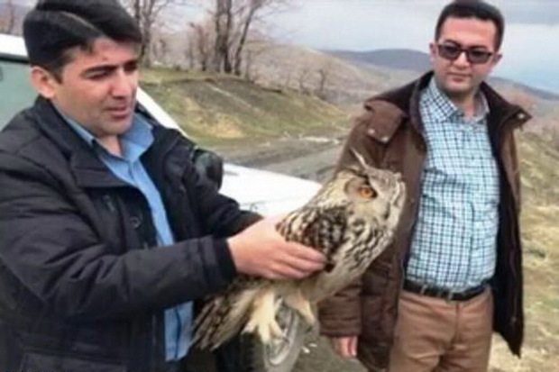 یک بهله جغد شاخ دار در جنگل های سردشت رها شد