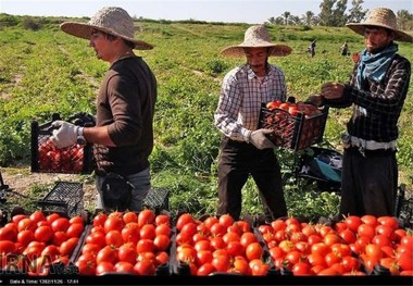 برداشت گوجه فرنگی در قصرشیرین آغاز شد