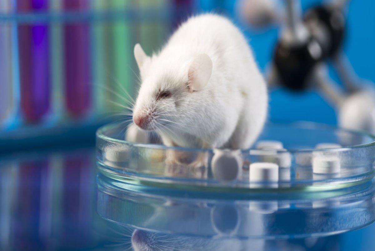 تولید مرگ موش غیرسمی با بهره گیری از فناوری نانو در ایران