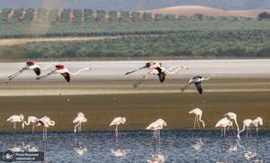 منتخب تصاویر امروز جهان- 24 مرداد