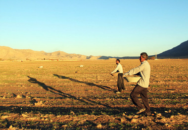 کشت بهاره در مزارع کردستان آغاز شد