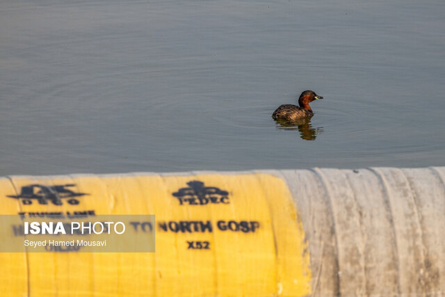 ماجرای مستندهای فیلم فجر چیست ؟