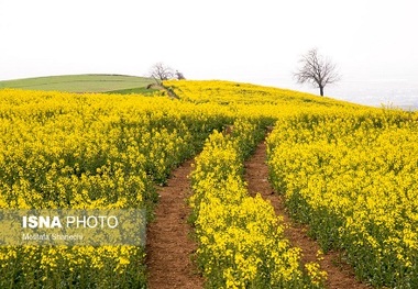 کاشت و داشت به موقع کلزا تضمینی برای برداشت محصول با کیفیت است