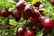 80 تن سیب درختی در بشاگرد برداشت شد