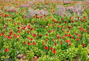 دشت لاله های واژگون کوهرنگ