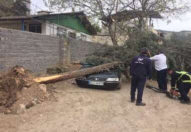 باد شدید به بخش مرزن آباد چالوس خسارت وارد کرد