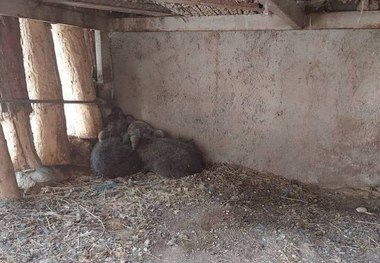 توله خرس گم‌شده در تهران، خطری ندارد؛ جستجو برای یافتن او ادامه دارد/ با این شماره ها تماس بگیرید