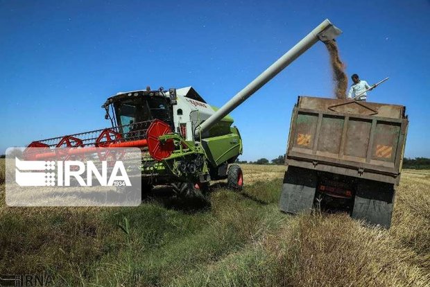 افزایش ۲۴ درصدی تولیدات کشاورزی در دولت تدبیر و امید