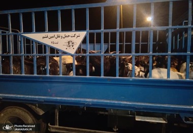تصاویر/ توقیف بزرگترین محموله قاچاق دام زنده به کشورهای حوزه خلیج فارس