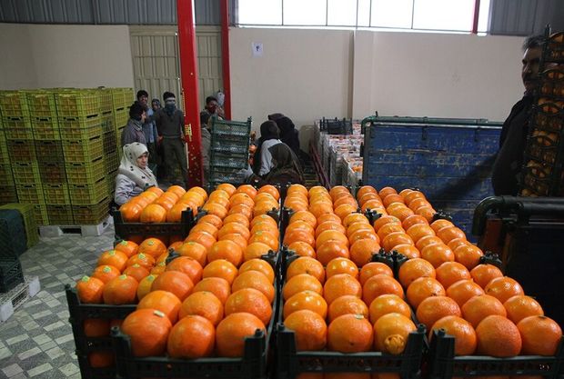 توزیع میوه شب عید از فردا در قزوین آغاز می‌شود