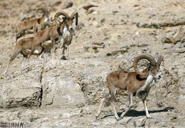 سرما پای حیات وحش را به مناطق شهری باز کرد