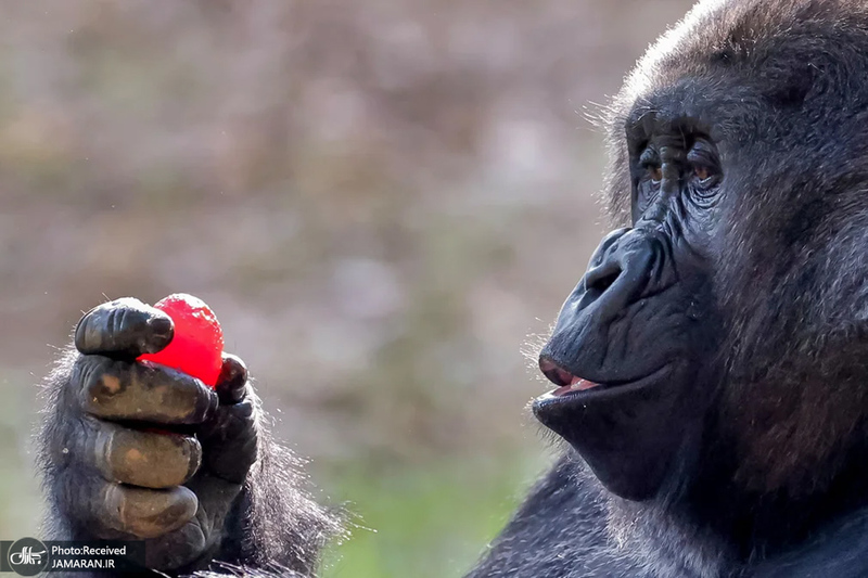 منتخب تصاویر امروز جهان - 1 اردیبهشت 1404