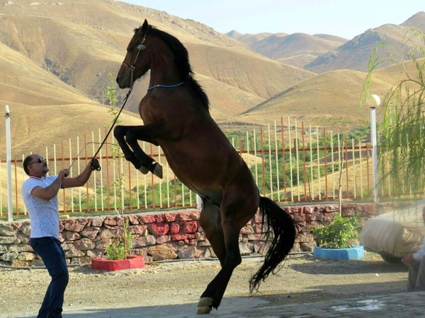 استقبال سوارکاران کردستانی از دوره آموزش &quot;هندلری&quot; در سنندج