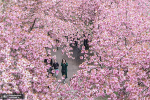 منتخب تصاویر امروز جهان- 13 اردیبهشت 1400