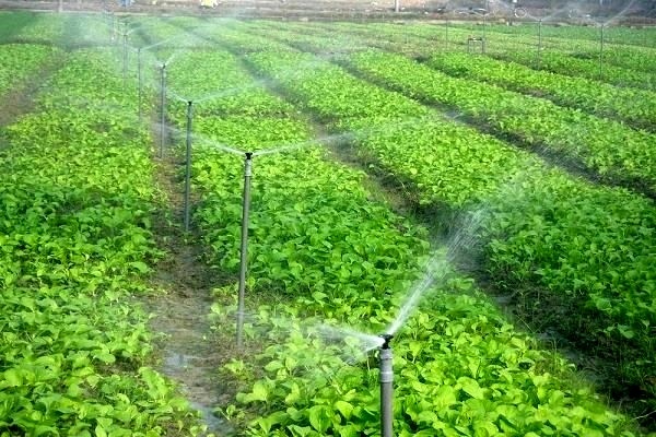 بهره‌برداری از ۱۰۰ طرح کشاورزی و دامپروری در استان کرمان