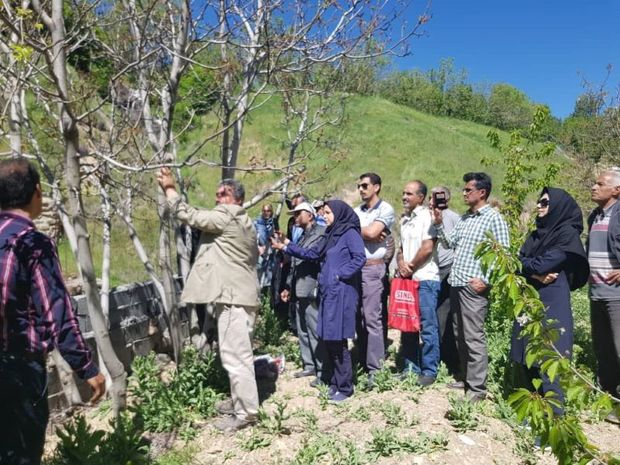 جوان سازی و اصلاح درختان گردو شمیرانات آغاز شد