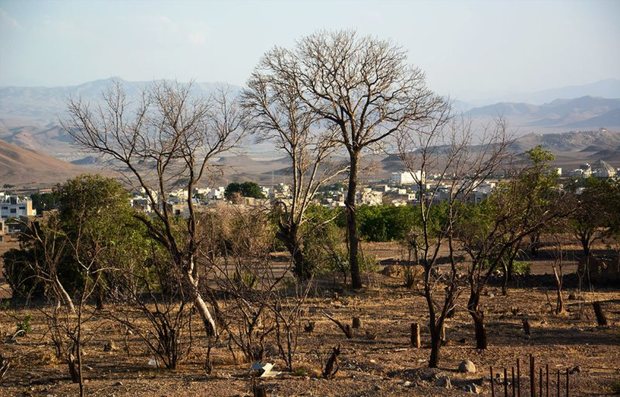 پنچه خشکسالی بر گلوی باغداری مهریز