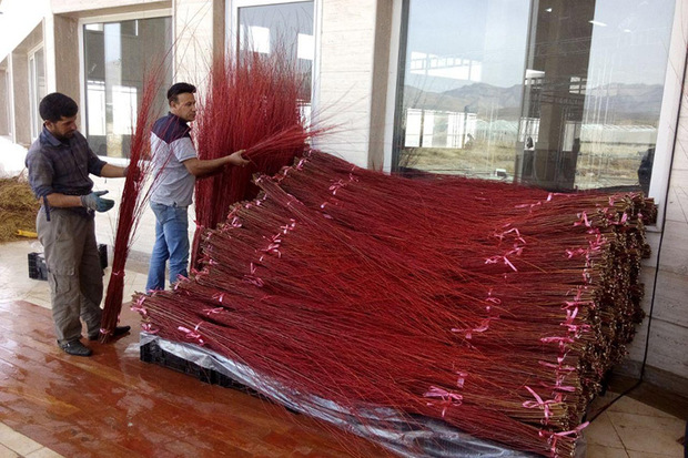 صادرات درختچه بید قرمز در محلات آغاز شد