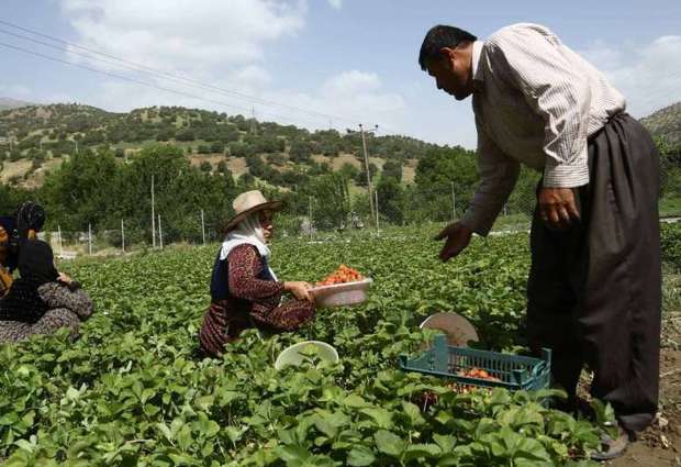 2 خبر از حوزه کشاورزی شهرستان سروآباد