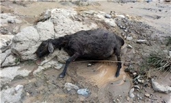 50 راس گوسفند در بخش چهاردانگه تلف شدند