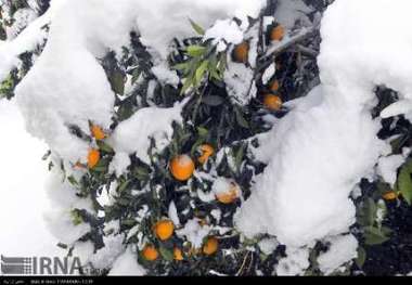 آغاز پرداخت تسهیلات به خسارت دیدگان برف و یخبندان  باغداران مازندران