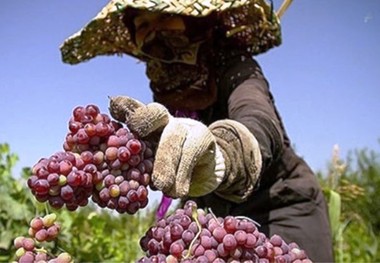 تسهیلات روستایی در سمنان 503 شغل ایجاد کرد