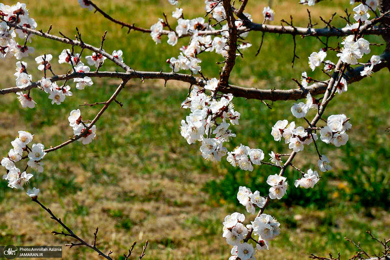 حال و هوای بهاری در حرم مطهر امام خمینی (س)