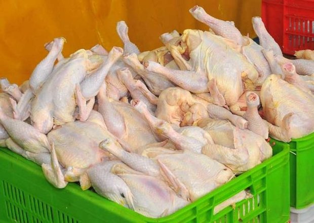روزانه 60 تا 80 تن گوشت مرغ در گلستان توزیع می شود