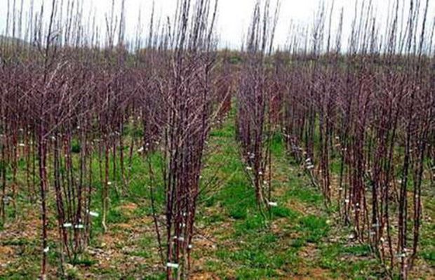 ۵۰۰ هزار اصله نهال برای درختکاری در البرز توزیع می شود