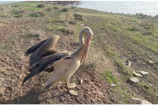 پلیکان خسته از پرواز در طبیعت زنجان رهاسازی شد