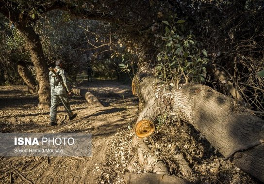 قطع درختان پارک ملی دز و عباس آباد (24)