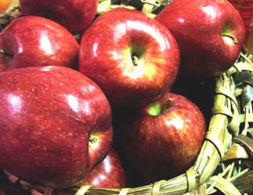 افزایش 40 درصدی صادرات سیب درختی آذربایجان غربی