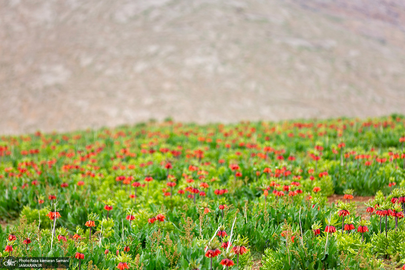 دشت لاله های واژگون کوهرنگ