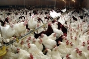 معدوم سازی 12 هزار و 600 قطعه مرغ به دلیل ابتلا آنفولانزای مرغی