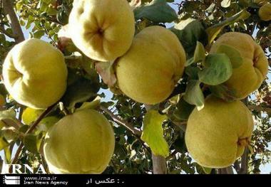 پیش بینی برداشت هشت هزار و 400 تن 'به' از باغات نطنز